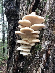 Climacodon septentrionalis