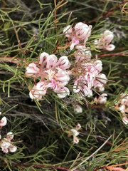 Serruria rubricaulis