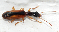 Leptotrachelus dorsalis
