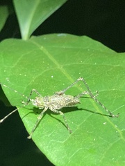 Phricta spinosa