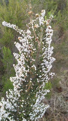 Erica scabriuscula