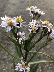 Tripolium pannonicum