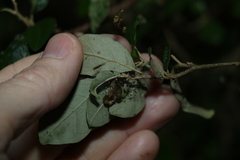 Solanum corifolium