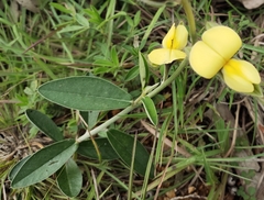 Crotalaria retusa