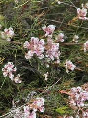 Serruria rubricaulis