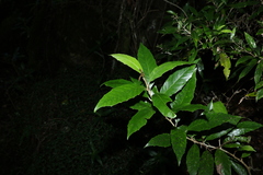 Argophyllum nullumense
