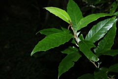 Argophyllum nullumense