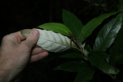 Argophyllum nullumense