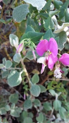 Polygala fruticosa