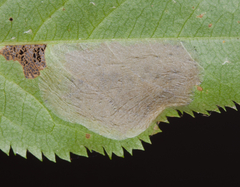 Parornix geminatella