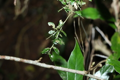 Citrus australasica