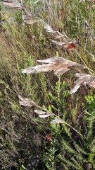 Thamnochortus cinereus
