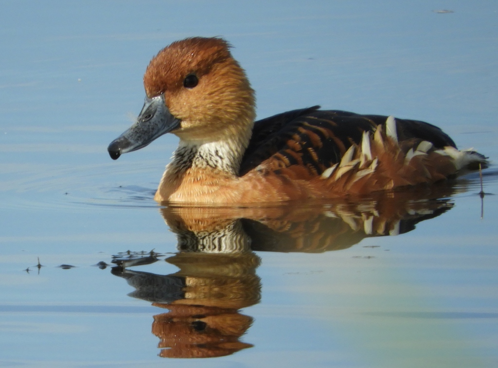 Fulvous Whistling Duck