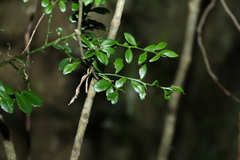 Citrus australasica