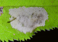 Parornix geminatella