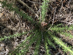 Ulex europaeus