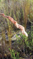 Thamnochortus cinereus