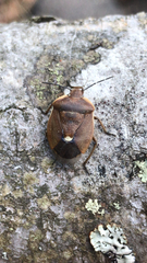 Chlorochroa pinicola