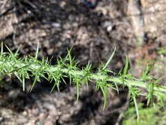 Ulex europaeus