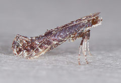 Parornix geminatella