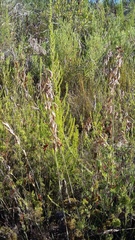 Thamnochortus cinereus