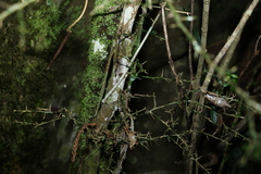 Citrus australasica