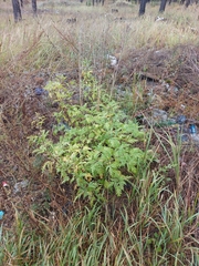Urtica cannabina