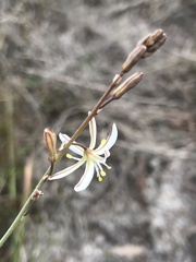 Trachyandra divaricata