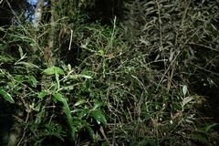 Citrus australasica