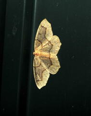 Lambdina fiscellaria