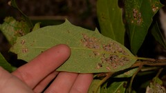 Gmelina leichhardtii