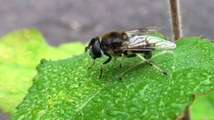 Eristalis rupium