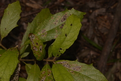 Gmelina leichhardtii
