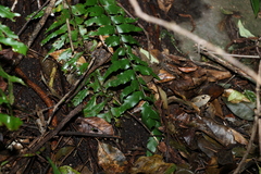 Asplenium polyodon