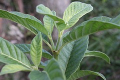 Psychotria loniceroides