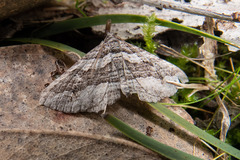 Chrysolarentia severata