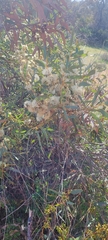 Eucalyptus diversifolia