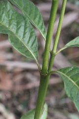 Psychotria loniceroides