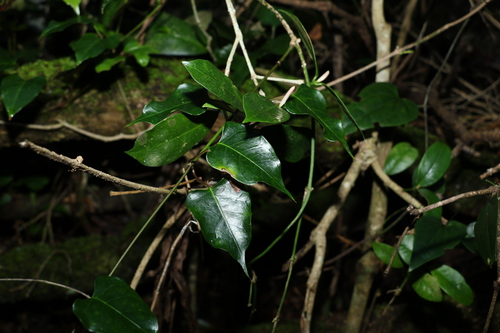 Image of Parsonsia longipetiolata by (c) Greg Tasney, some rights reserved (CC BY-SA)