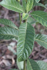 Psychotria loniceroides