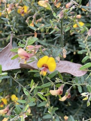 Bossiaea disticha