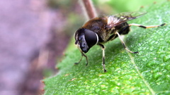 Eristalis rupium