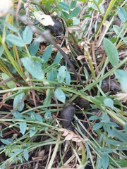 Oxytropis caespitosa