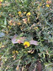 Bossiaea disticha