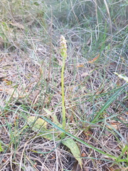 Neotinea maculata