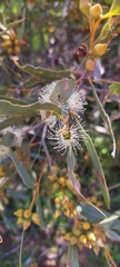 Eucalyptus diversifolia