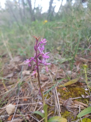 Orchis olbiensis