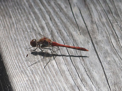 Sympetrum sanguineum