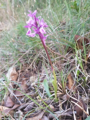 Orchis olbiensis