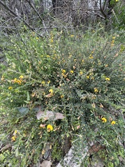 Bossiaea disticha
